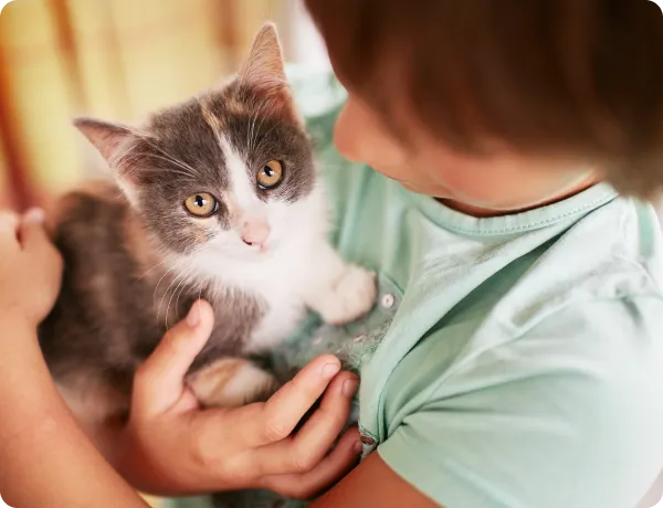 Как приучить маленького котенка к лотку